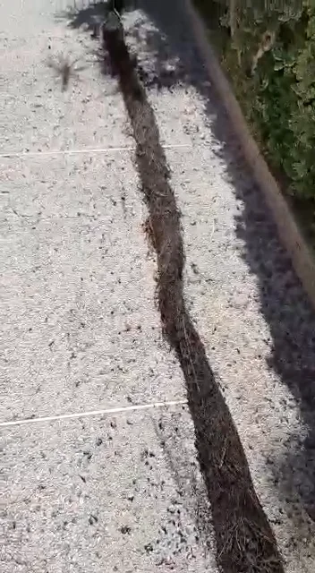 גוש שורשים ארוך שנשלף מקו ביוב, פרוש לאורך שביל בחצר